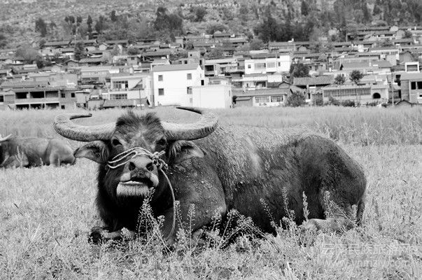 田間休息的水牛