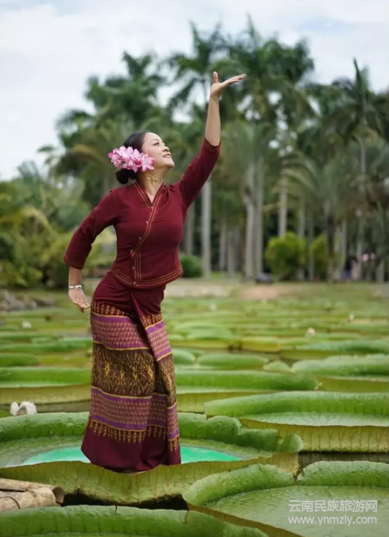 （圖片來(lái)源：西雙版納熱帶植物園）