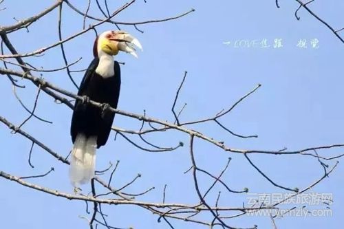 盈江游玩最強(qiáng)攻略 你得這樣玩