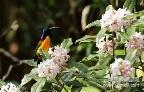 盈江游玩最強(qiáng)攻略 你得這樣玩