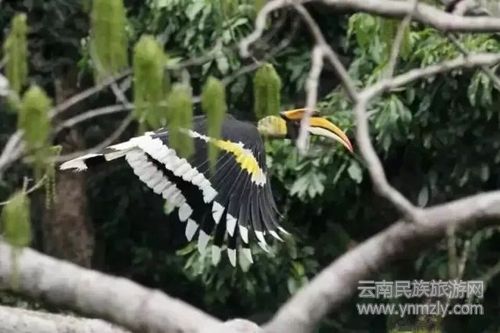 盈江游玩最強(qiáng)攻略 你得這樣玩