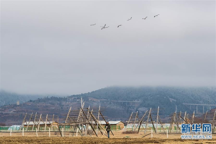 （社會(huì)）（1）雪域高原農(nóng)事忙